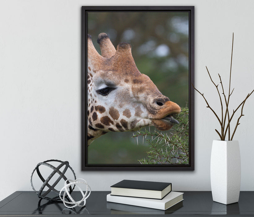 schöne Giraffe beim Fressen auf Leinwandbild gerahmt mit Kirschblüten