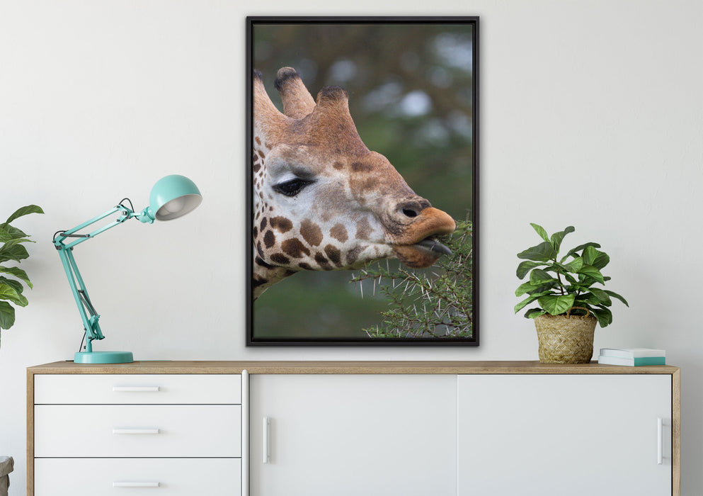 schöne Giraffe beim Fressen auf Leinwandbild gerahmt verschiedene Größen im Wohnzimmer
