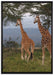 anmutige Giraffen in der Savanne auf Leinwandbild gerahmt Größe 100x70