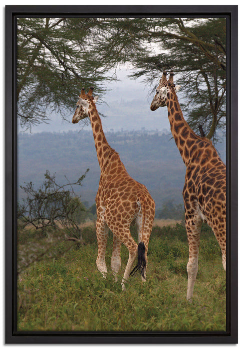 anmutige Giraffen in der Savanne auf Leinwandbild gerahmt Größe 60x40