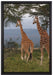 anmutige Giraffen in der Savanne auf Leinwandbild gerahmt Größe 60x40