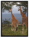 anmutige Giraffen in der Savanne auf Leinwandbild gerahmt Größe 80x60
