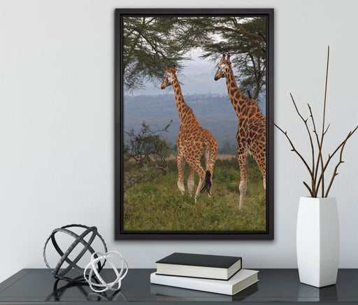 anmutige Giraffen in der Savanne auf Leinwandbild gerahmt mit Kirschblüten