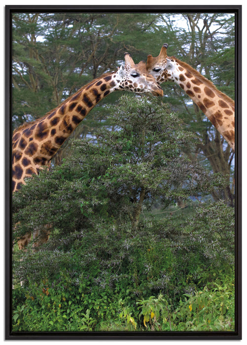 Giraffenpaar in der Savanne auf Leinwandbild gerahmt Größe 100x70