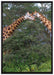 Giraffenpaar in der Savanne auf Leinwandbild gerahmt Größe 100x70