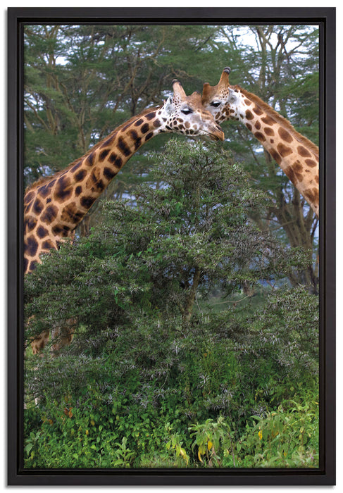 Giraffenpaar in der Savanne auf Leinwandbild gerahmt Größe 60x40