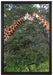 Giraffenpaar in der Savanne auf Leinwandbild gerahmt Größe 60x40