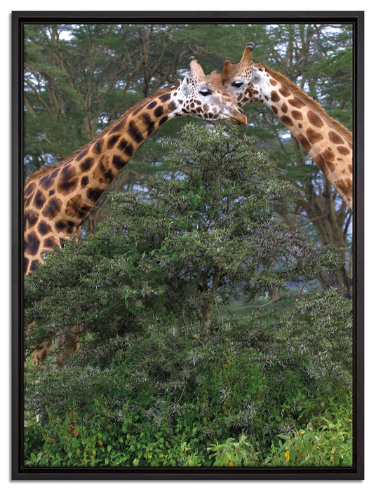 Giraffenpaar in der Savanne auf Leinwandbild gerahmt Größe 80x60