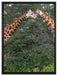 Giraffenpaar in der Savanne auf Leinwandbild gerahmt Größe 80x60