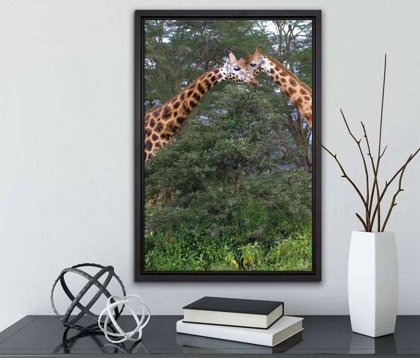 Giraffenpaar in der Savanne auf Leinwandbild gerahmt mit Kirschblüten