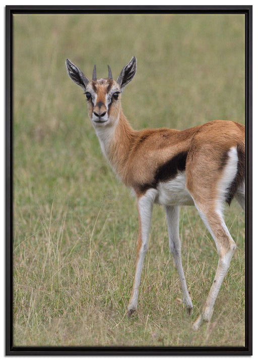 prächtige Gazelle auf Wiese auf Leinwandbild gerahmt Größe 100x70