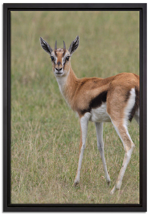 prächtige Gazelle auf Wiese auf Leinwandbild gerahmt Größe 60x40