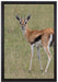 prächtige Gazelle auf Wiese auf Leinwandbild gerahmt Größe 60x40