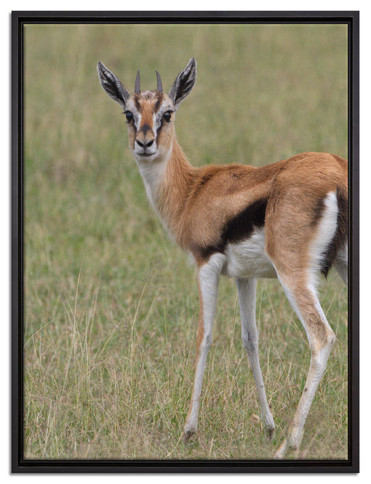 prächtige Gazelle auf Wiese auf Leinwandbild gerahmt Größe 80x60