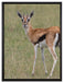 prächtige Gazelle auf Wiese auf Leinwandbild gerahmt Größe 80x60