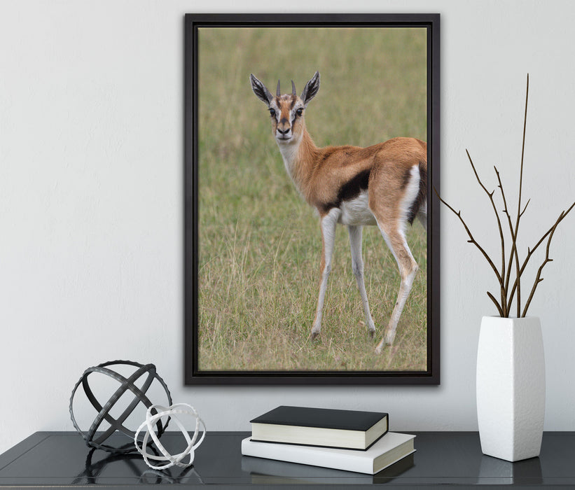 prächtige Gazelle auf Wiese auf Leinwandbild gerahmt mit Kirschblüten