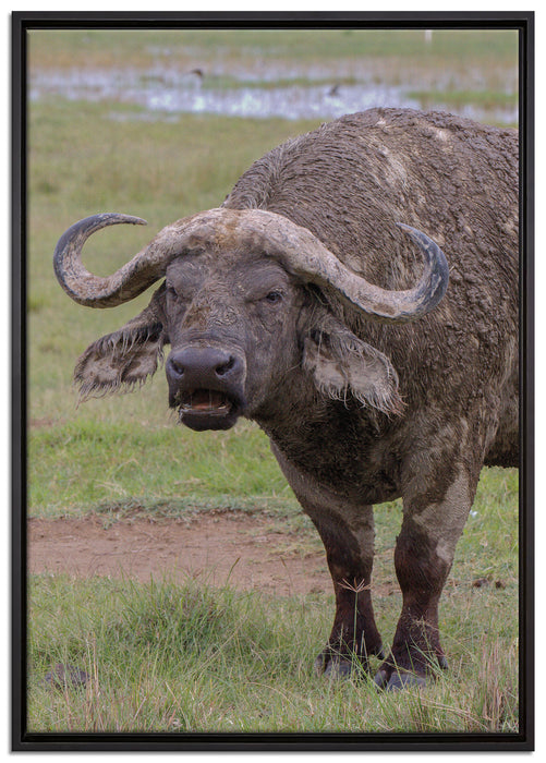 Schlamm Kaffernbüffel auf Leinwandbild gerahmt Größe 100x70