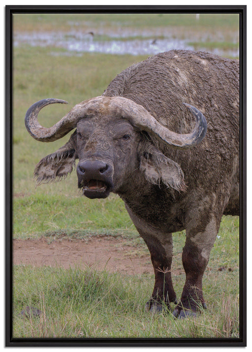 Schlamm Kaffernbüffel auf Leinwandbild gerahmt Größe 100x70