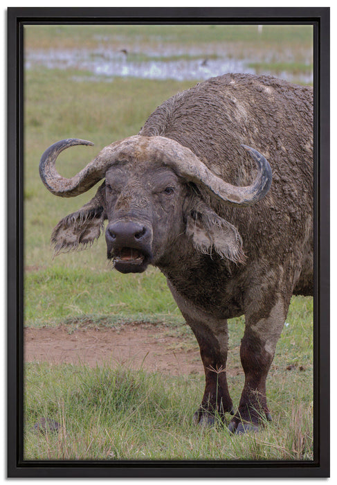 Schlamm Kaffernbüffel auf Leinwandbild gerahmt Größe 60x40