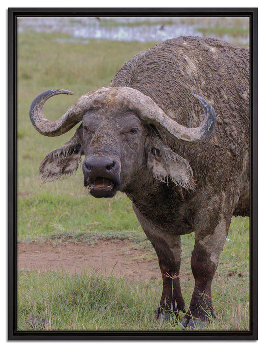 Schlamm Kaffernbüffel auf Leinwandbild gerahmt Größe 80x60