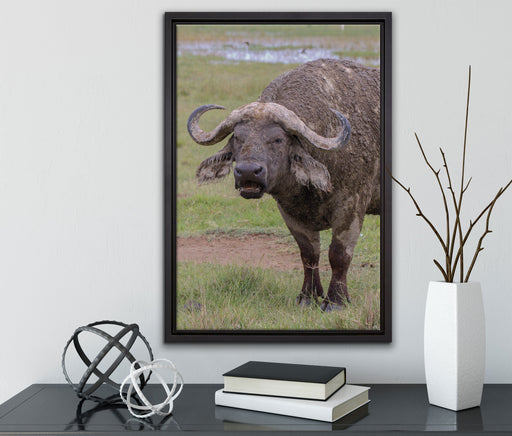 Schlamm Kaffernbüffel auf Leinwandbild gerahmt mit Kirschblüten