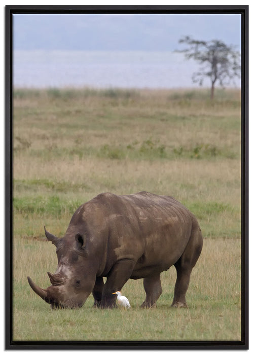 großes Nashorn beim Fressen auf Leinwandbild gerahmt Größe 100x70