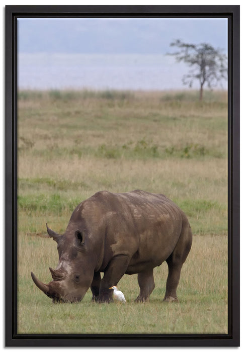 großes Nashorn beim Fressen auf Leinwandbild gerahmt Größe 60x40