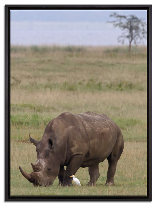 großes Nashorn beim Fressen auf Leinwandbild gerahmt Größe 80x60