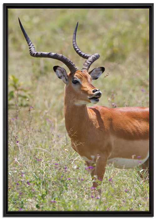 Dorkasgazelle im Wildgras auf Leinwandbild gerahmt Größe 100x70