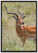 Dorkasgazelle im Wildgras auf Leinwandbild gerahmt Größe 100x70