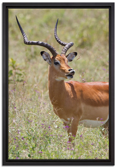 Dorkasgazelle im Wildgras auf Leinwandbild gerahmt Größe 60x40