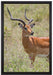 Dorkasgazelle im Wildgras auf Leinwandbild gerahmt Größe 60x40