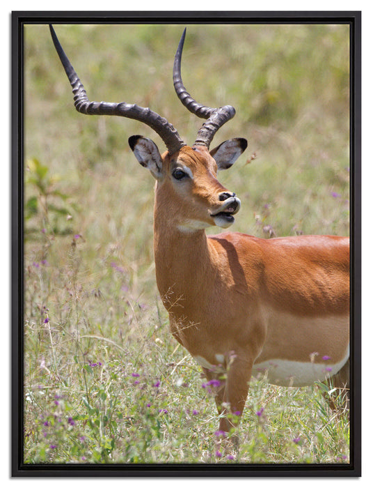 Dorkasgazelle im Wildgras auf Leinwandbild gerahmt Größe 80x60