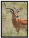 Dorkasgazelle im Wildgras auf Leinwandbild gerahmt Größe 80x60