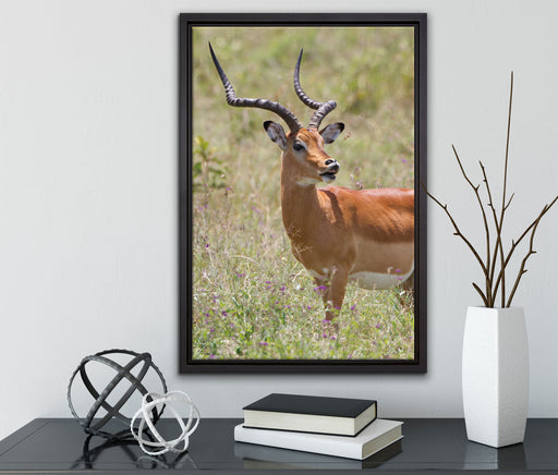 Dorkasgazelle im Wildgras auf Leinwandbild gerahmt mit Kirschblüten