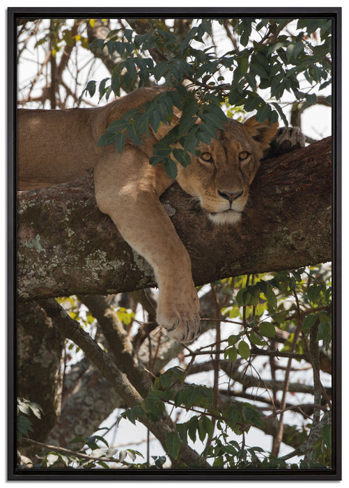 Löwenweibchen schläft auf Baum auf Leinwandbild gerahmt Größe 100x70