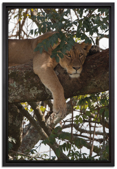 Löwenweibchen schläft auf Baum auf Leinwandbild gerahmt Größe 60x40