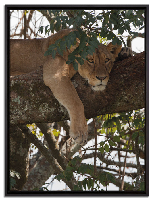 Löwenweibchen schläft auf Baum auf Leinwandbild gerahmt Größe 80x60