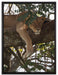 Löwenweibchen schläft auf Baum auf Leinwandbild gerahmt Größe 80x60