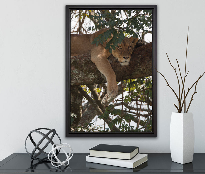 Löwenweibchen schläft auf Baum auf Leinwandbild gerahmt mit Kirschblüten