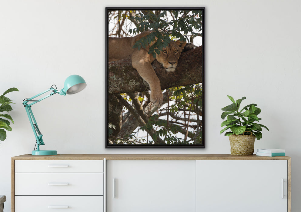 Löwenweibchen schläft auf Baum auf Leinwandbild gerahmt verschiedene Größen im Wohnzimmer
