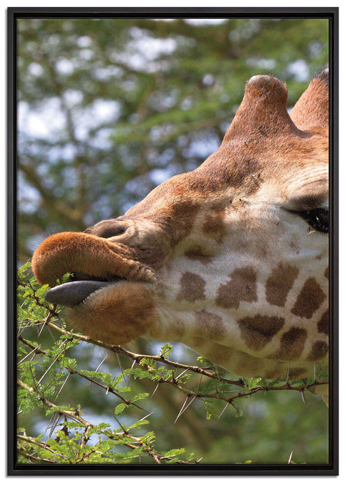 niedliche Giraffe beim Fressen auf Leinwandbild gerahmt Größe 100x70