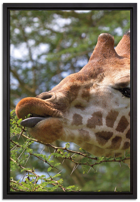 niedliche Giraffe beim Fressen auf Leinwandbild gerahmt Größe 60x40