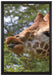 niedliche Giraffe beim Fressen auf Leinwandbild gerahmt Größe 60x40