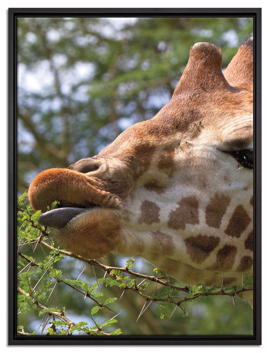 niedliche Giraffe beim Fressen auf Leinwandbild gerahmt Größe 80x60