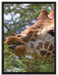 niedliche Giraffe beim Fressen auf Leinwandbild gerahmt Größe 80x60