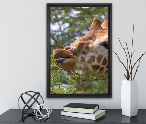 niedliche Giraffe beim Fressen auf Leinwandbild gerahmt mit Kirschblüten