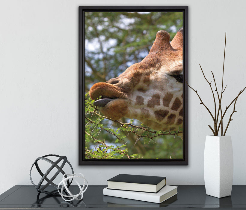 niedliche Giraffe beim Fressen auf Leinwandbild gerahmt mit Kirschblüten