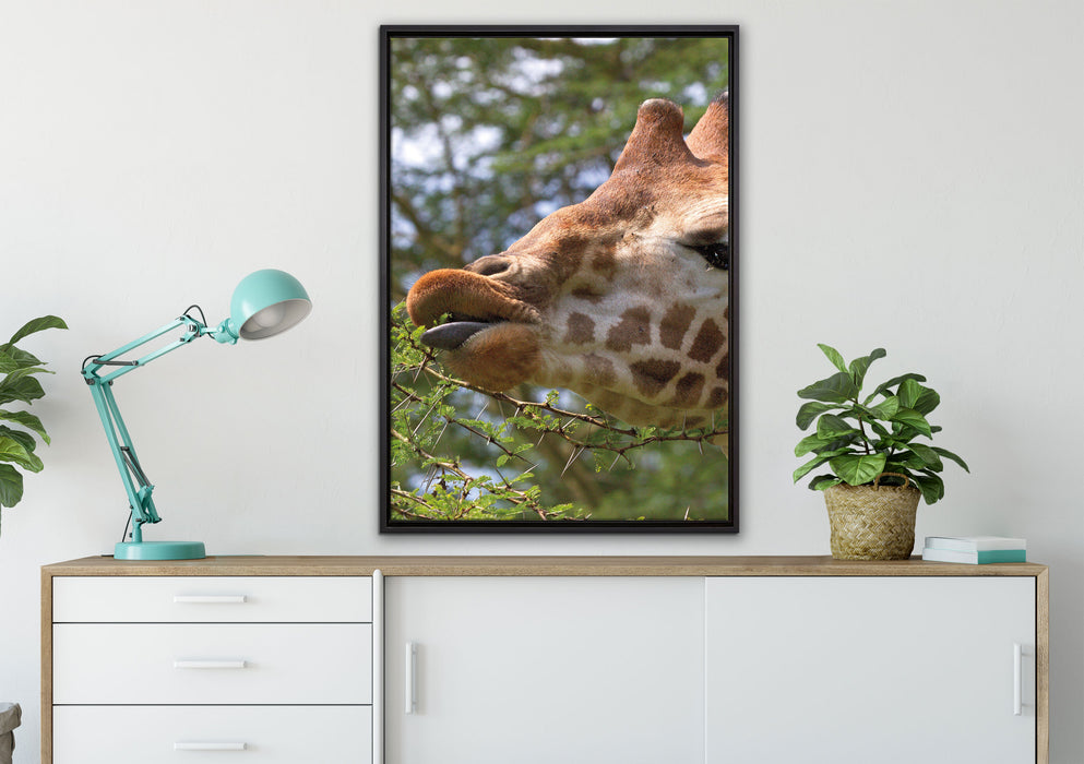 niedliche Giraffe beim Fressen auf Leinwandbild gerahmt verschiedene Größen im Wohnzimmer