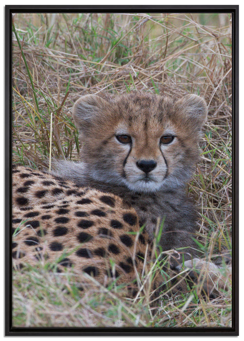 süße junge Geparden im Gras auf Leinwandbild gerahmt Größe 100x70